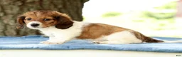 Miniature Dachshund dogs for sale: Jesse - Ad 7