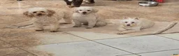 Mixed Breed dogs for sale: Bella - Ad 5