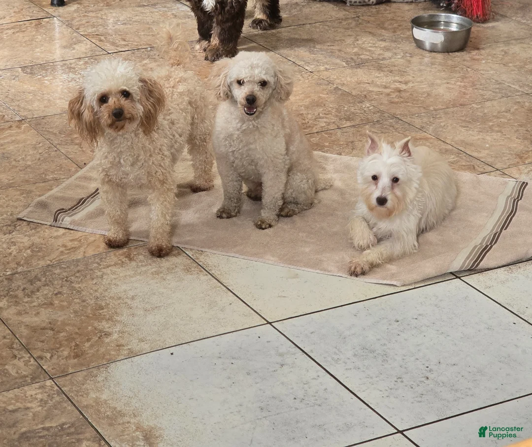 Mixed Breed dogs for sale: Bella - Ad 5