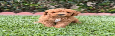 Toy Poodle 5 - named Cinnamon 