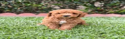 Toy Poodle dogs for sale: Toy Poodle 5 - named Cinnamon  - Ad 1