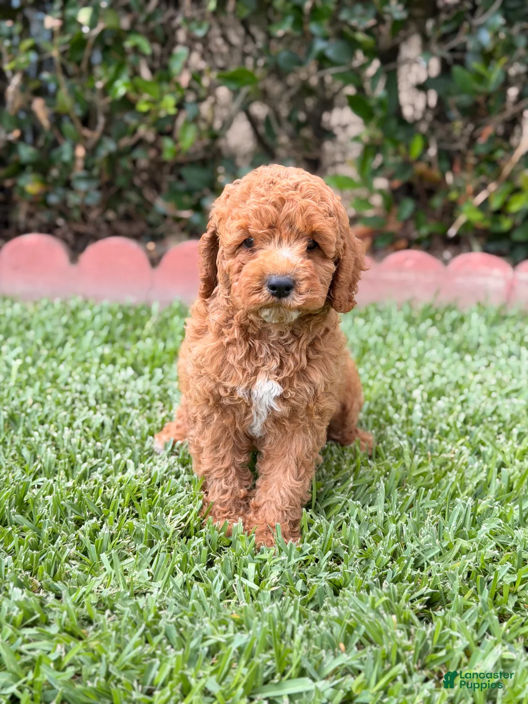 Toy Poodle dogs for sale: Toy Poodle 5 - named Cinnamon  - Ad 1