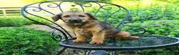 Mixed Breed dogs for sale: Paula - Ad 3