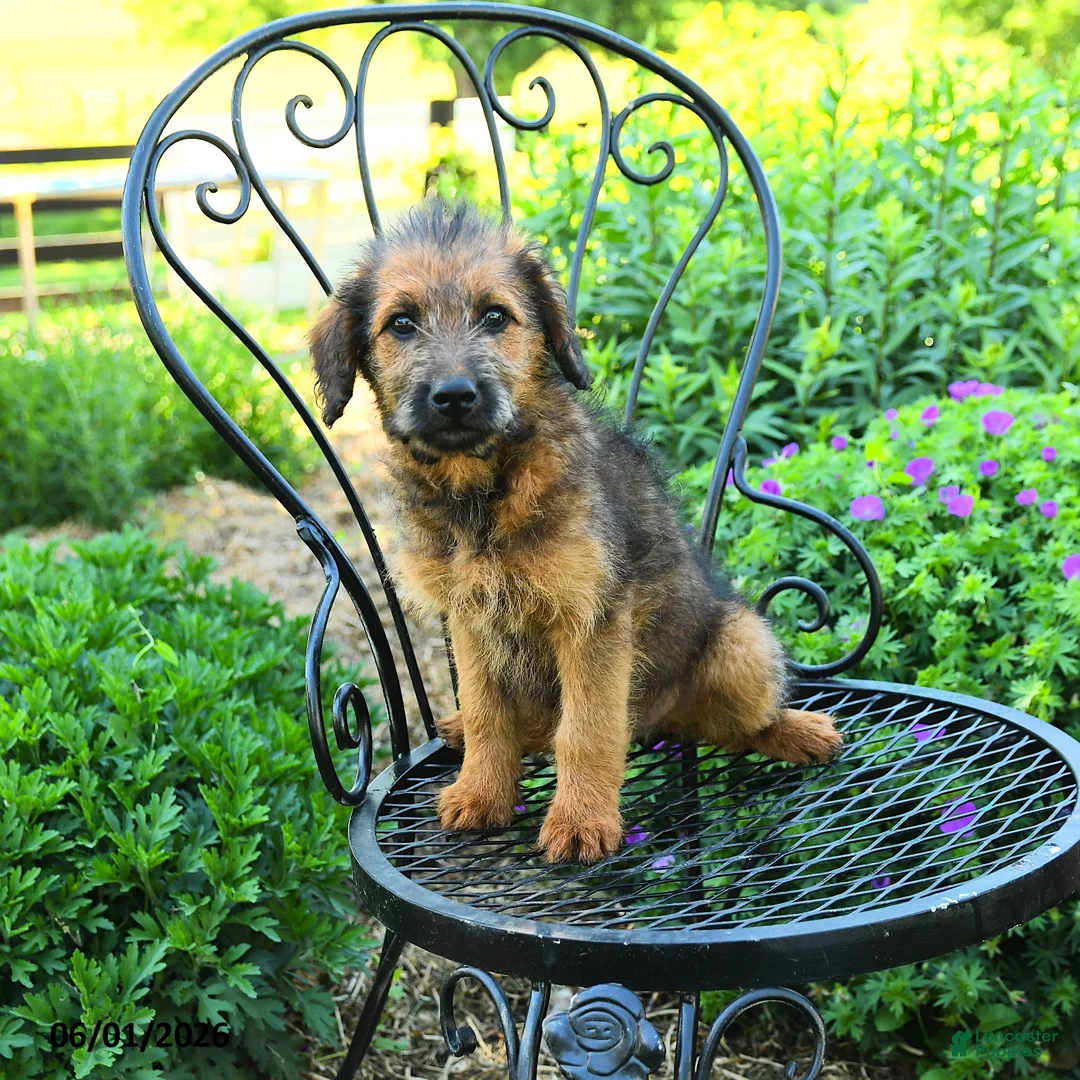 Mixed Breed dogs for sale: Paula - Ad 3