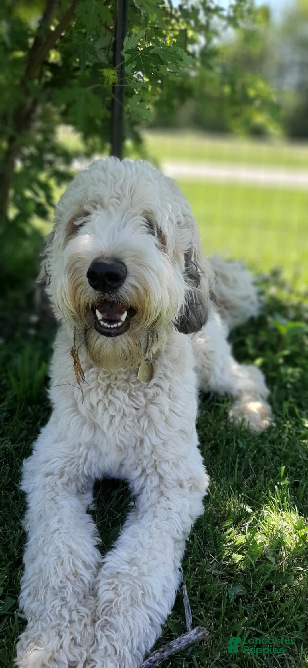 Goldendoodle dogs for sale: Goldendoodle 1 - Ad 5