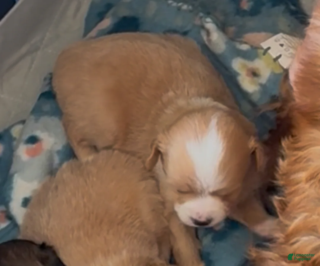 Mixed Breed dogs for sale: Mixed Breed Puppy 3 - Ad 2