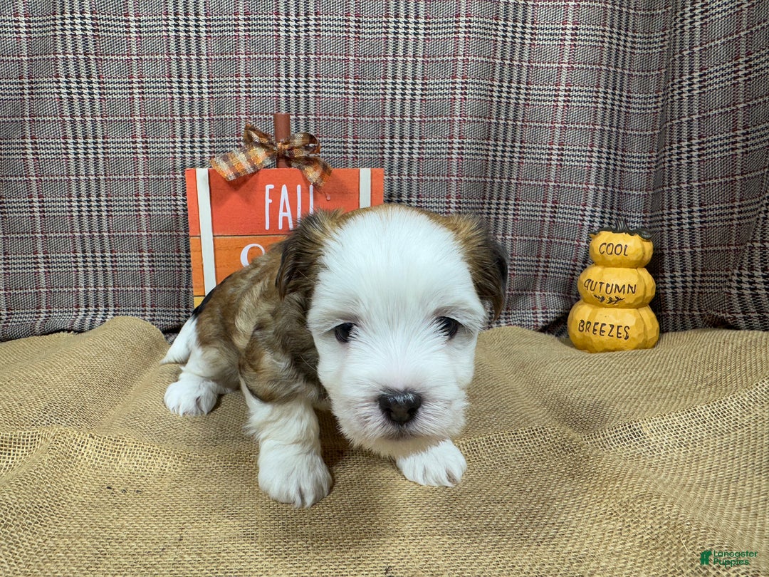 Havanese dogs for sale: Havanese Puppy 1 - Ad 3