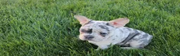 French Bulldog dogs for sale: Mary - Ad 2