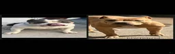 American Bully dogs for sale: American Bully Puppy 2 - Ad 5