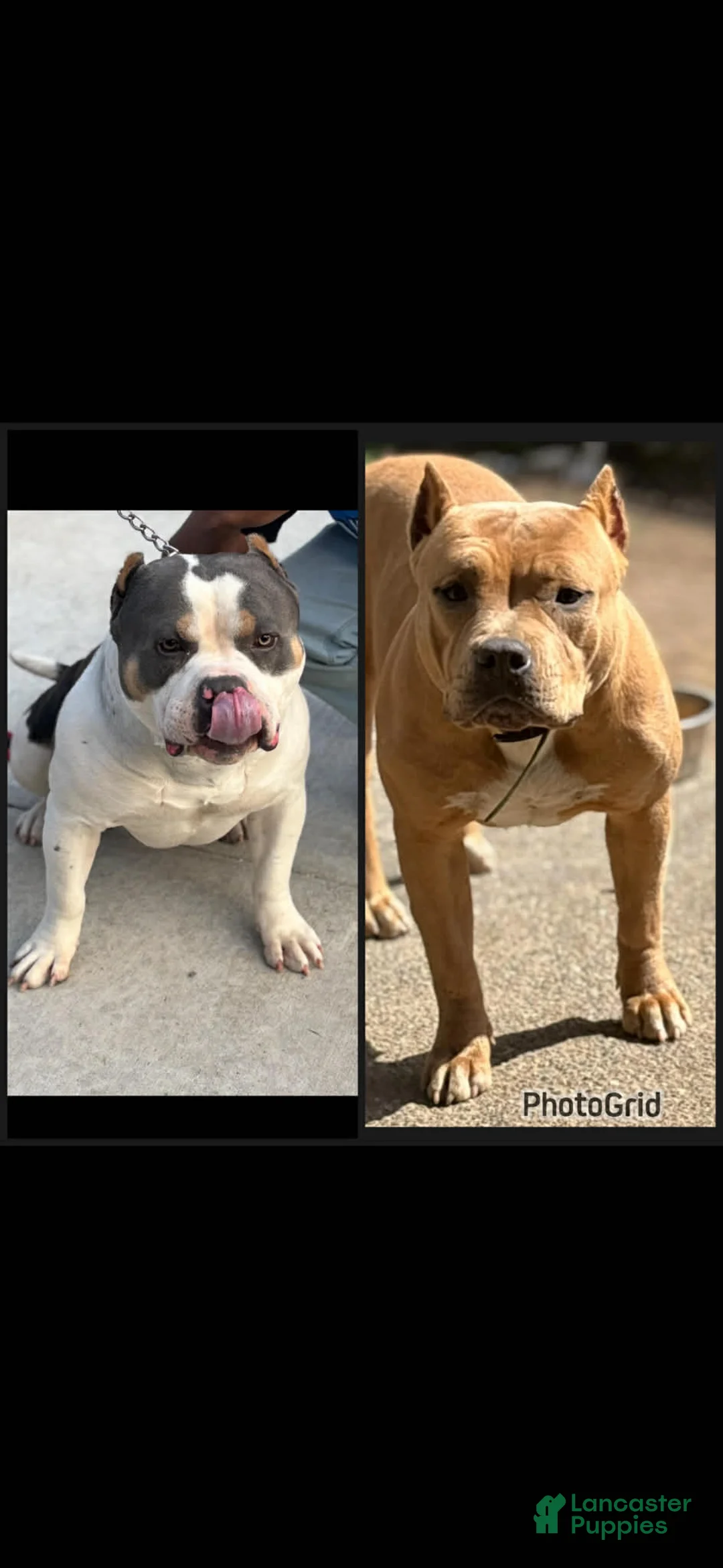 American Bully Puppy 1 American Bully for sale in Renton | Lancaster ...