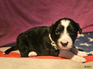 Border Collie dogs Finn - Ad 11
