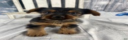 Yorkshire Terrier dogs for sale: Xavy - Ad 5