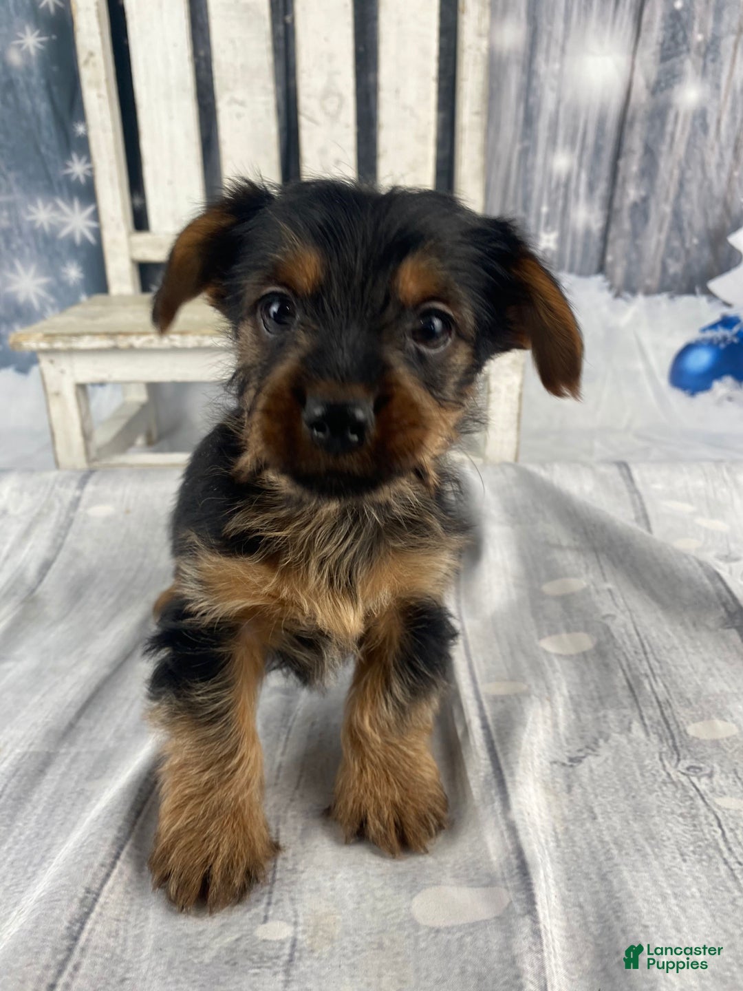 Yorkshire Terrier dogs for sale: Xavy - Ad 5
