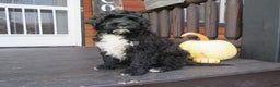 Portuguese Water Dog dogs for sale: Cody - Ad 23