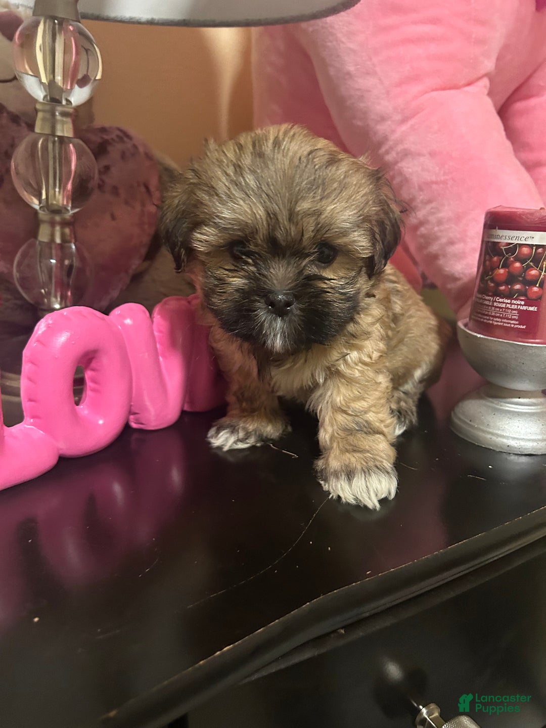 Shih Tzu dogs for sale: Shih Tzu Puppy 1 - Ad 3
