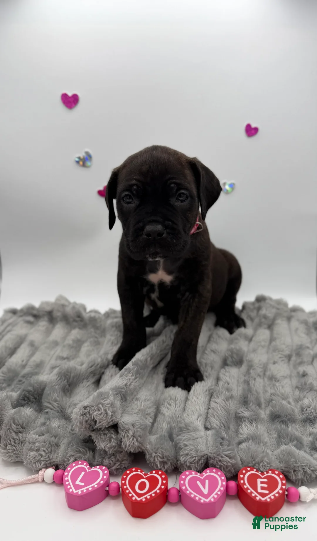 Cane Corso dogs for sale: Cane Corso Puppy 8 - Ad 5