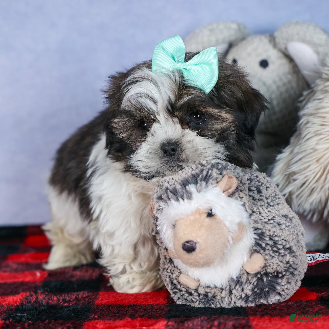 Shih Tzu dogs for sale: MERLE - Ad 9