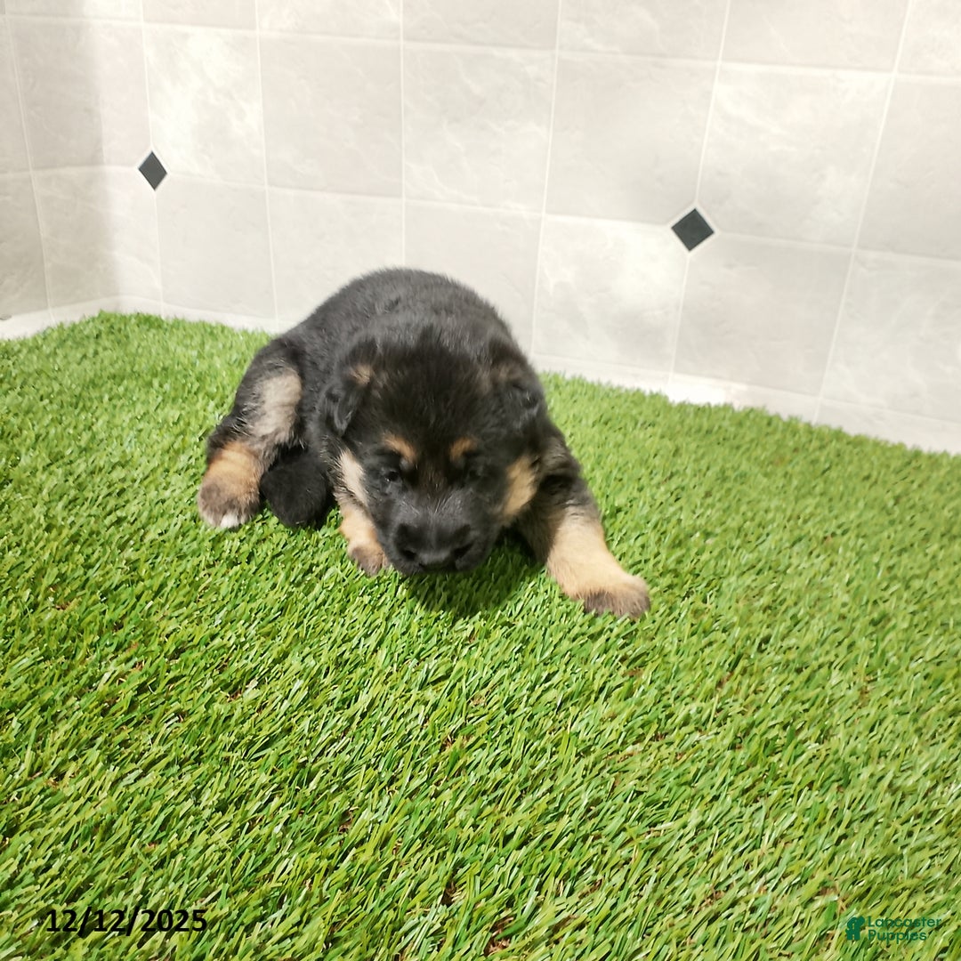 German Shepherd dogs for sale: Bella   - Ad 4