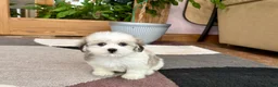 Mixed Breed dogs for sale: Lhasa/Maltese female 2 - Ad 14