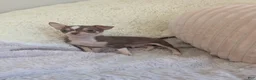 Chihuahua dogs for sale: Tiny  - Ad 3