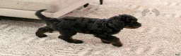 Bernedoodle dogs for sale: Olympic - Ready Now! - Ad 7