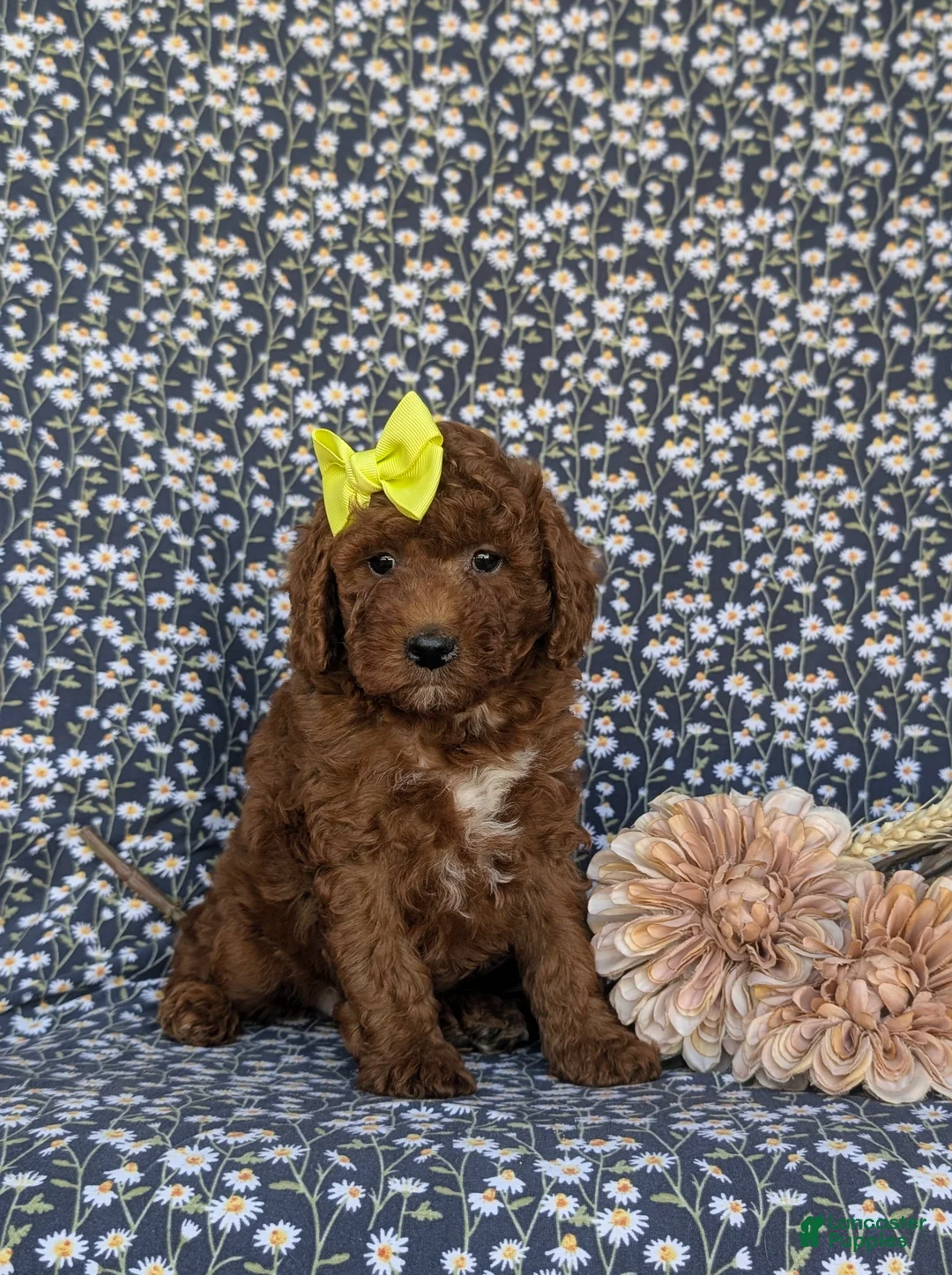 Miniature Poodle dogs for sale: Carla - Ad 2