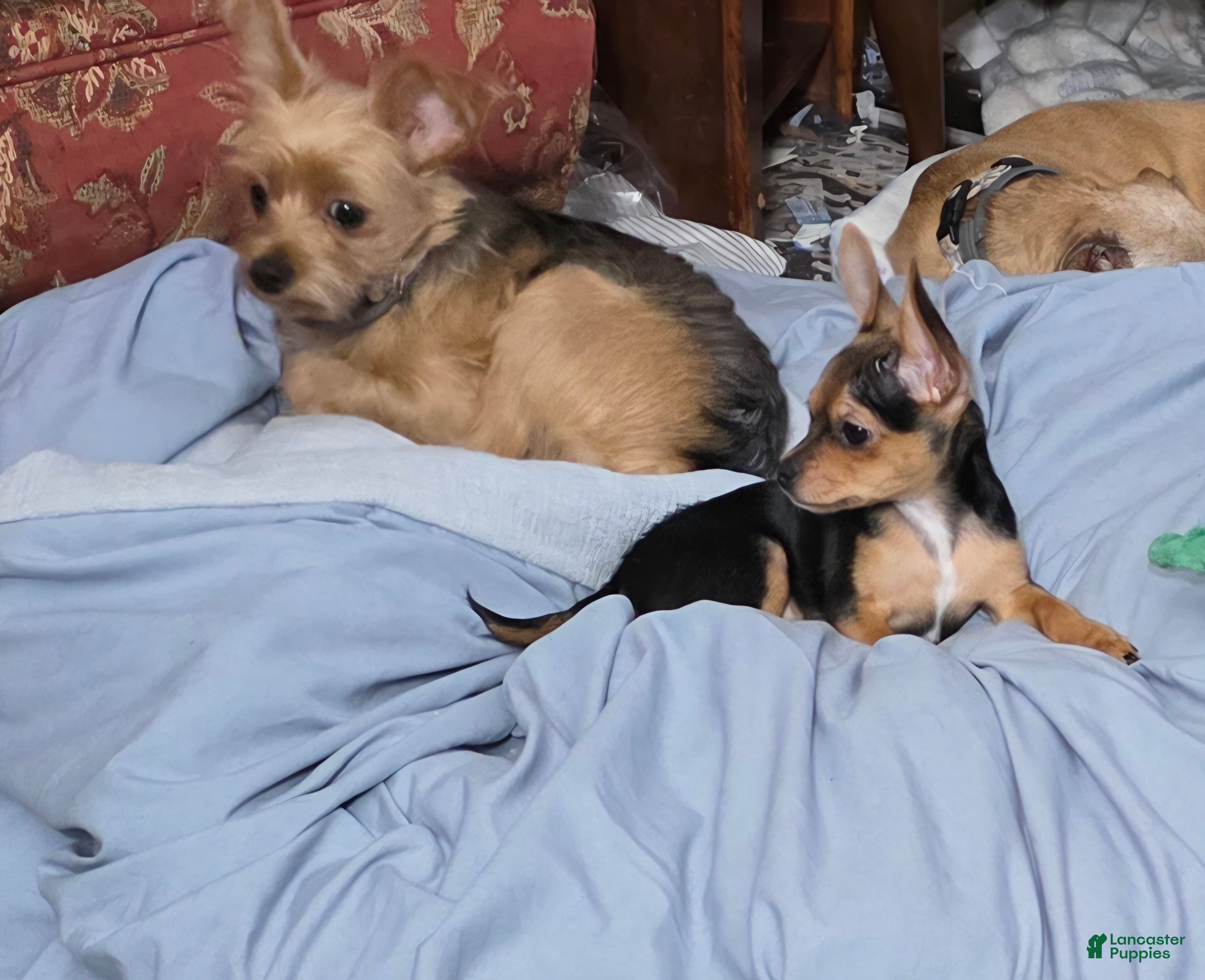 Chorkie dogs Blackie - Ad 2