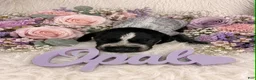 German Shorthaired Pointer dogs for sale: Opal - Ad 1