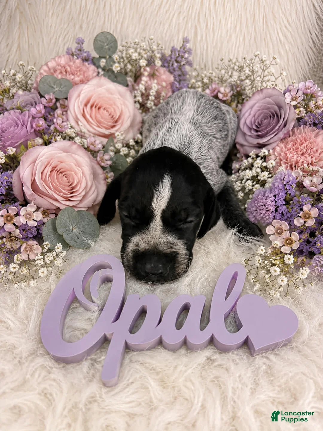 German Shorthaired Pointer dogs for sale: Opal - Ad 1