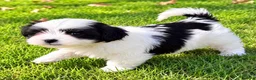 Shihpoo dogs for sale: Toby - Ad 4