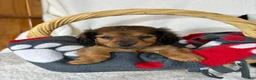 Dachshund dogs for sale: Dustin - Ad 1