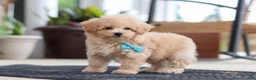 Maltipoo dogs for sale: Kenny - Ad 6