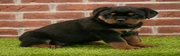 Rottweiler dogs for sale: Violet - Ad 7