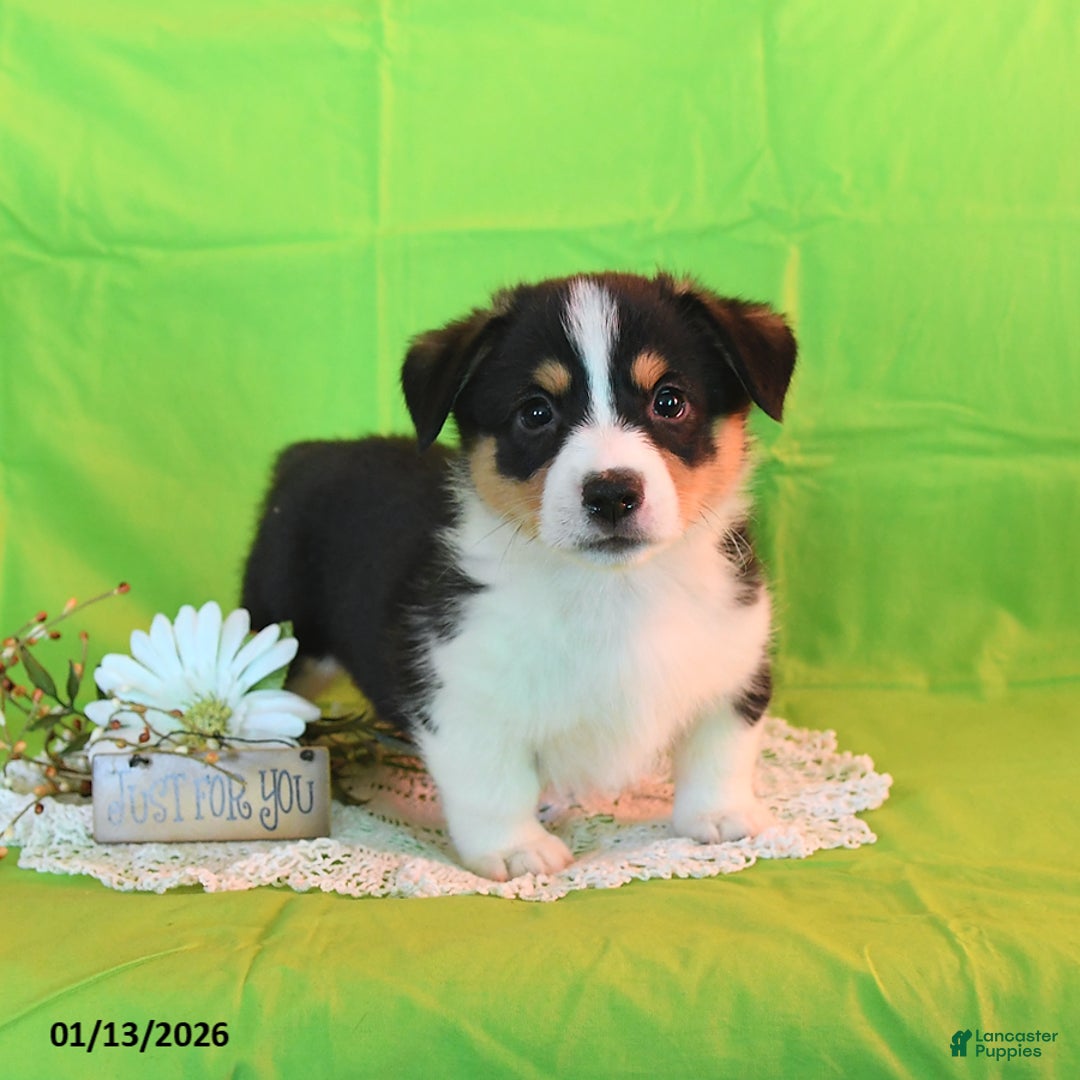 Welsh Corgi Pembroke dogs for sale: Prince    - Ad 2