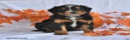 Mixed Breed dogs for sale: Brady - Ad 3