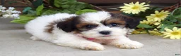 Teddy Bear dogs for sale: Rose - Ad 8