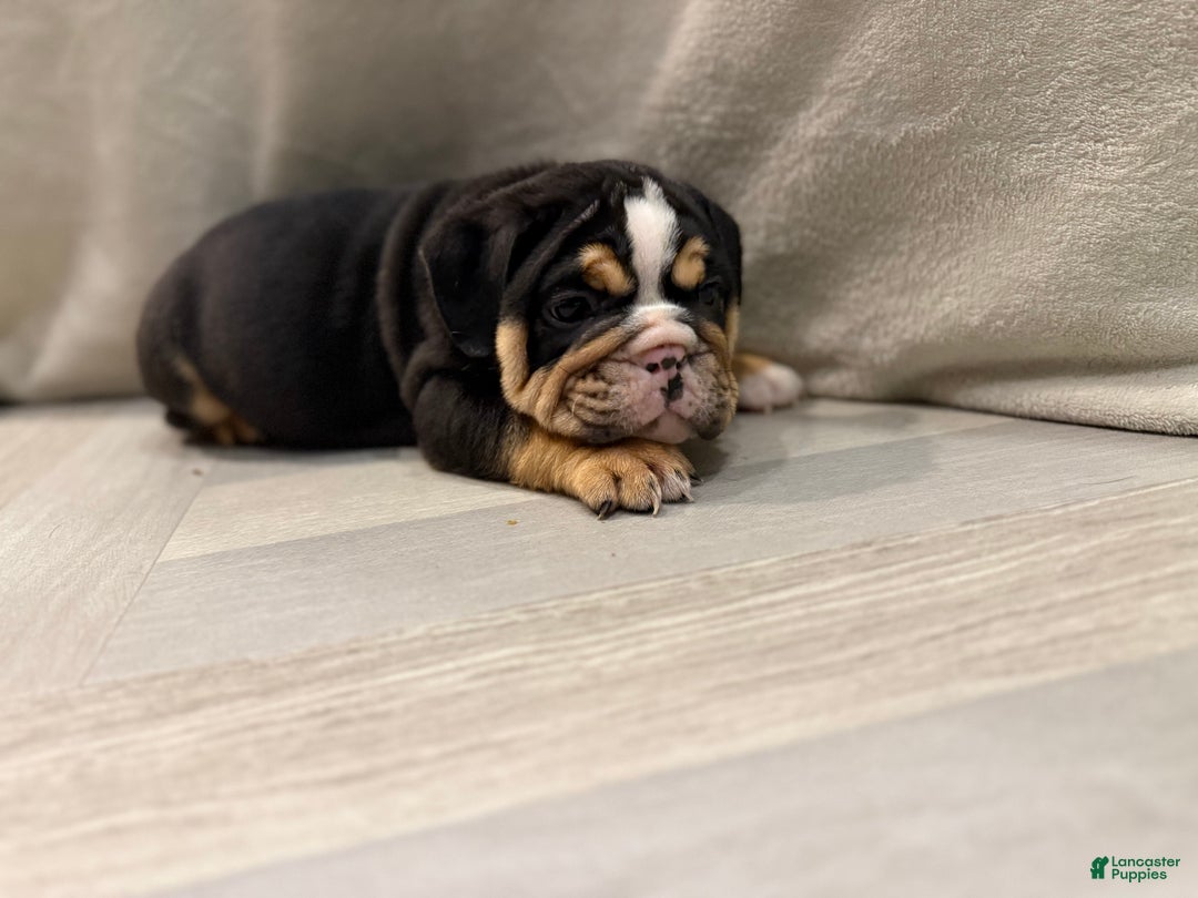 English Bulldog dogs for sale: Comet - Ad 4
