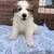 Great Pyrenees dogs Great Pyrenees 1 - Ad 1