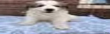 Great Pyrenees 1