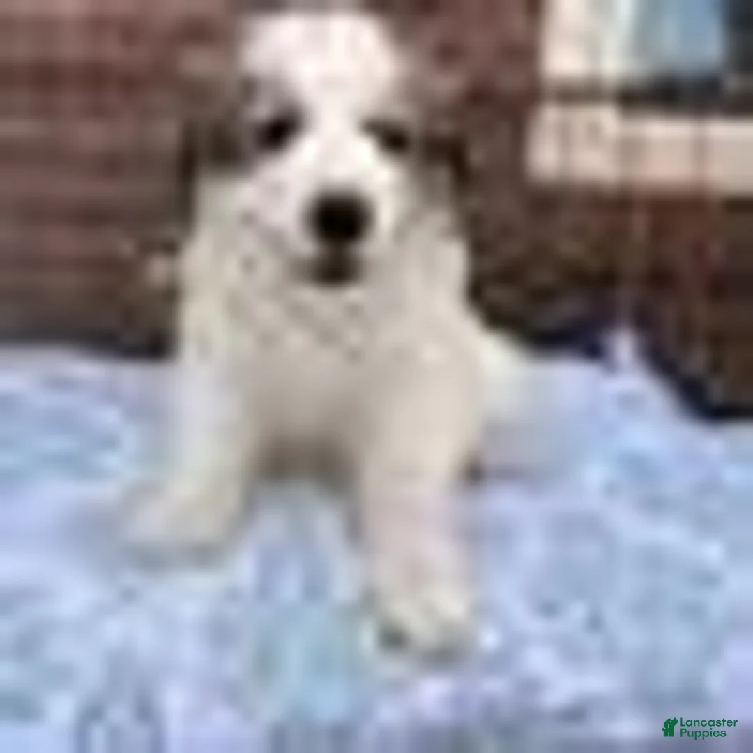 Great Pyrenees dogs for sale: Great Pyrenees 1 - Ad 1