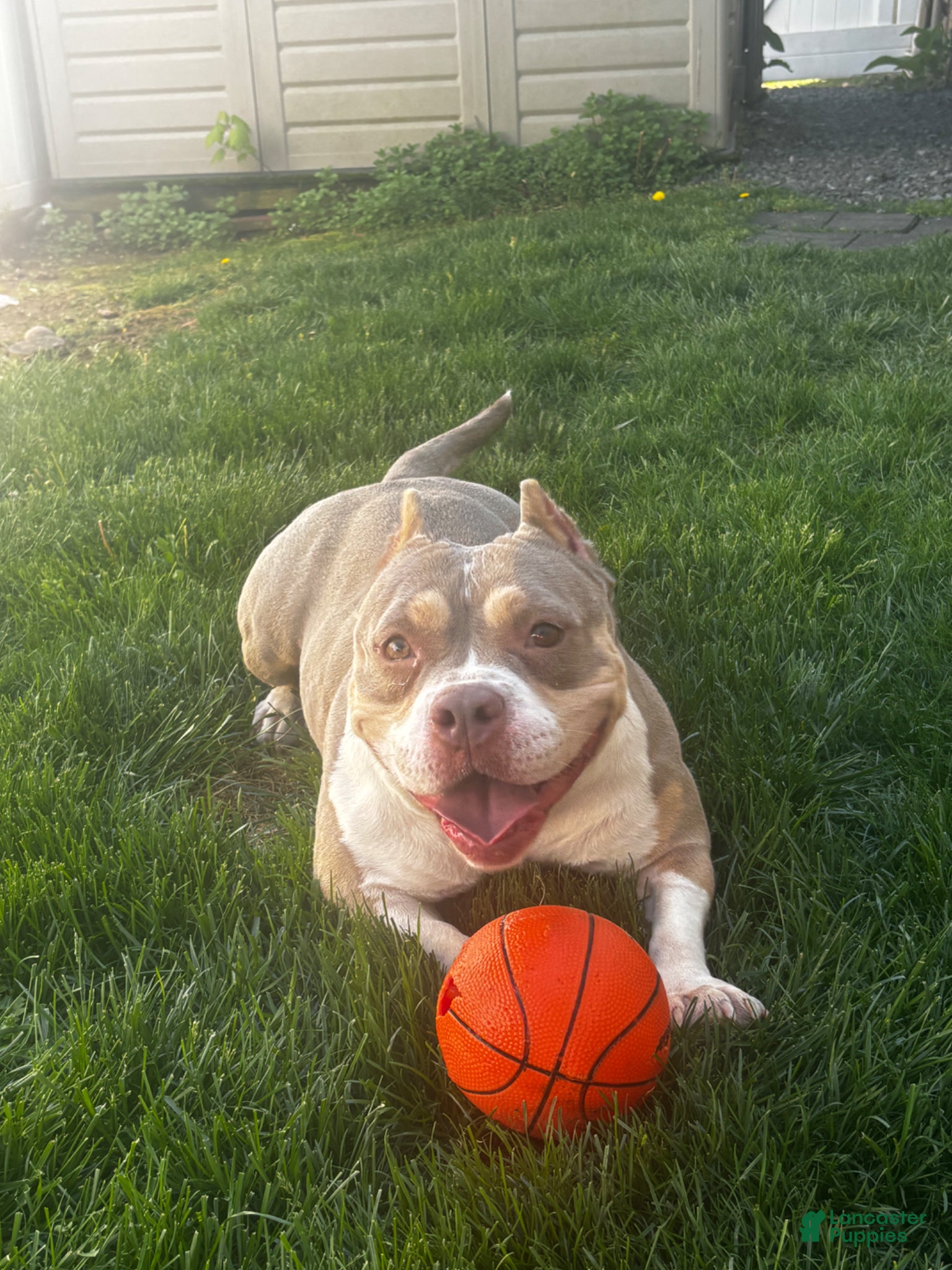 American Bully dogs American Bully Puppy 1 - Ad 2