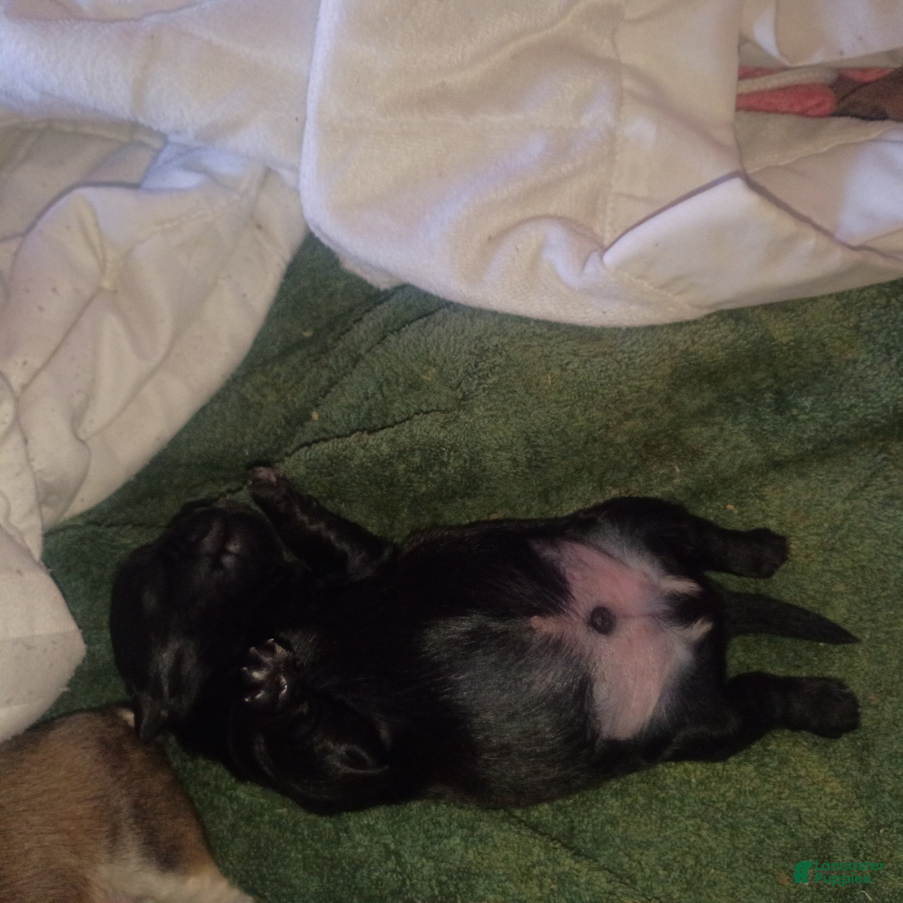 Mixed Breed dogs ShiChi 4 - Ad 37