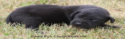 Great Dane dogs for sale: Sadie - Ad 4