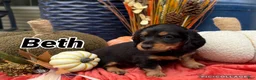 Miniature Dachshund dogs for sale: Beth - Ad 1