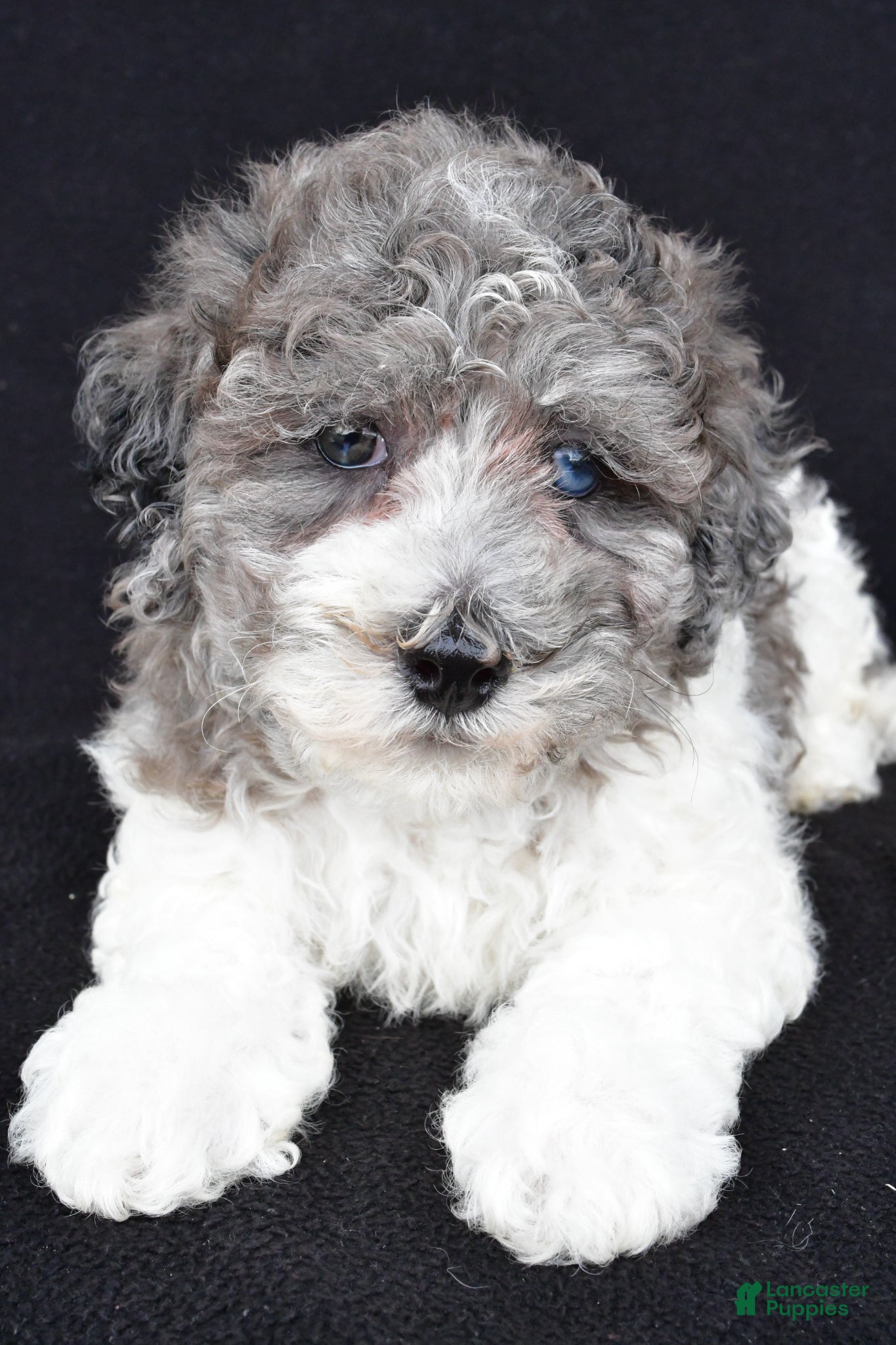Miniature Poodle dogs Percy - Ad 1