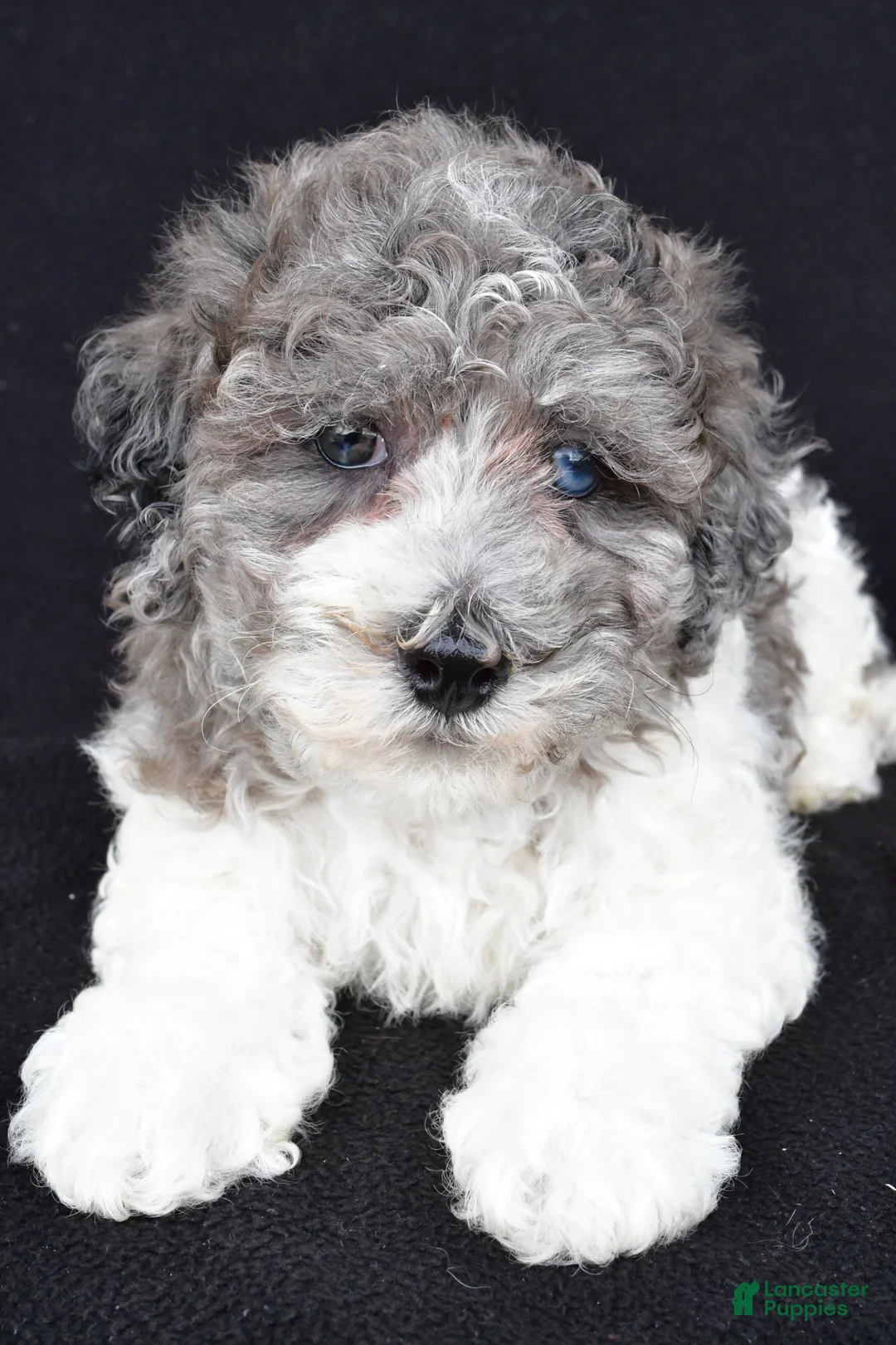 Miniature Poodle dogs for sale: Percy - Ad 1