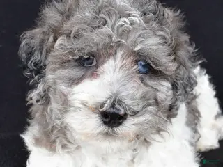 Miniature Poodle dogs for sale: Percy - Ad 2