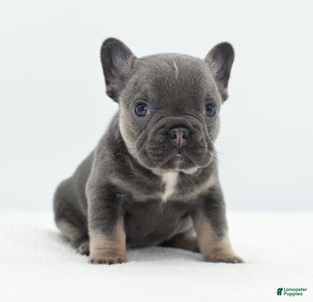 Mixed Breed dogs for sale: Queen lilac tricolor  - Ad 28