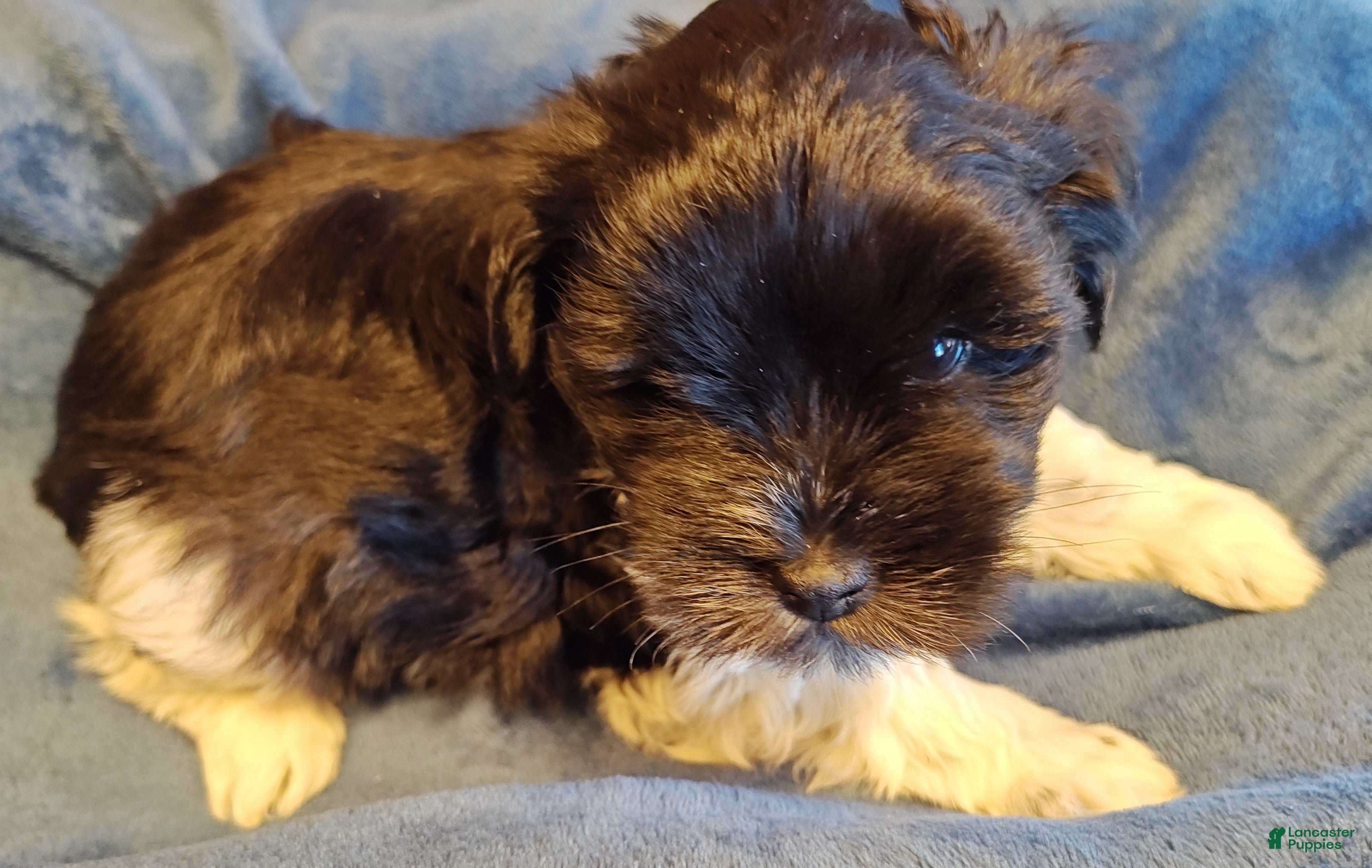 Miniature Schnauzer dogs Miniature Schnauzer Boy 1 - Ad 42