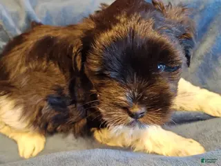 Miniature Schnauzer dogs Miniature Schnauzer Boy 1 - Ad 7